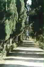 Bahji: Tree-lined path with olive